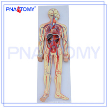 PNT-0438 Advanced human anatomy model,human circulatory system